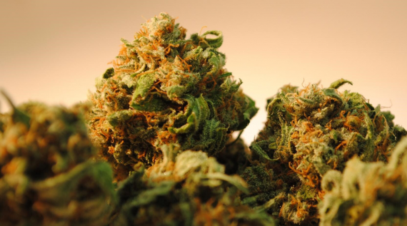 How To Choose The Perfect Cannabis Strain?