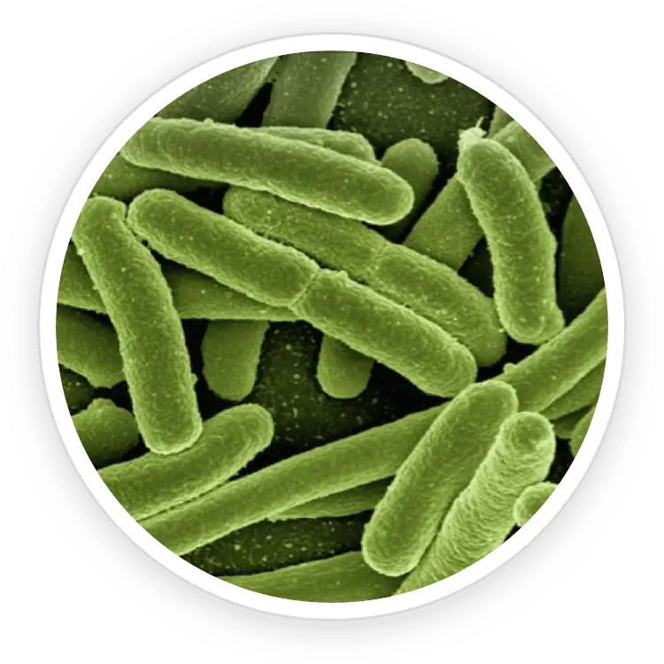 Bifidobacterium lactis BL-04 in ProDentim ingredients