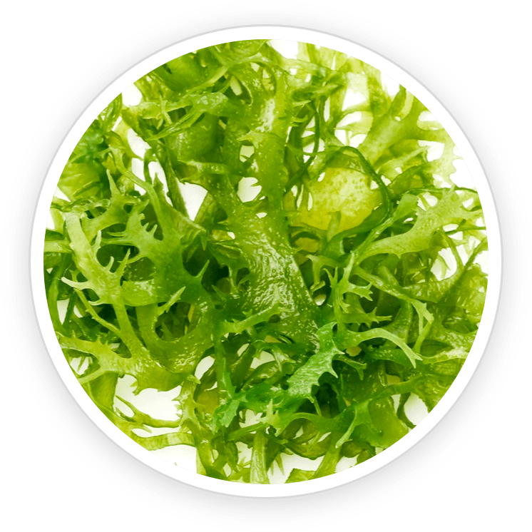 Chlorella vulgaris ingredient displayed for DentiCore