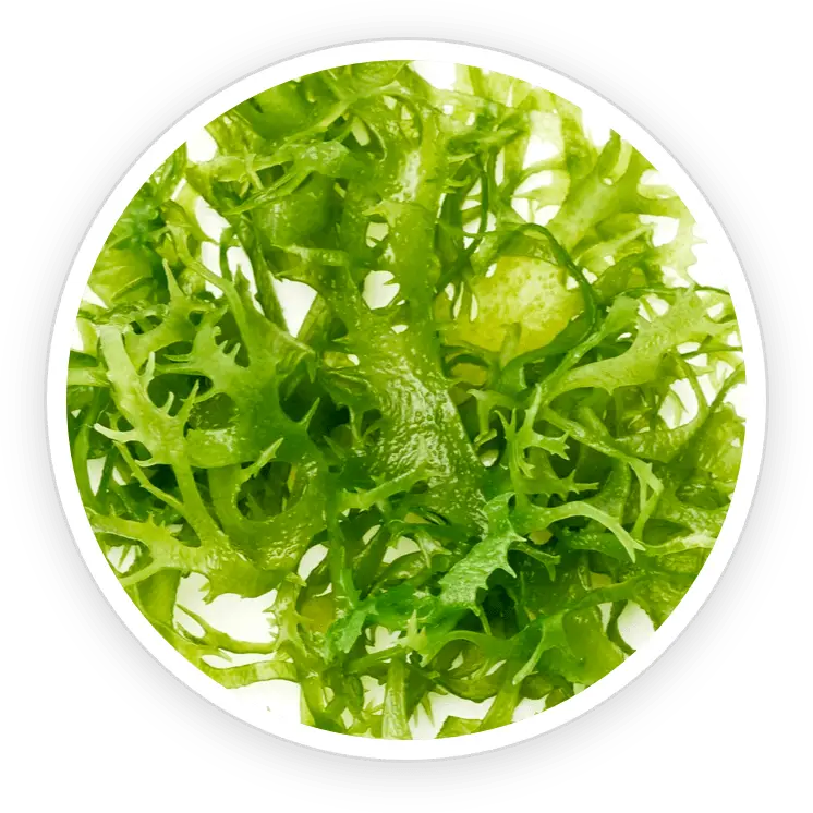 Chlorella vulgaris, one of the ingredients listed for DentiCore