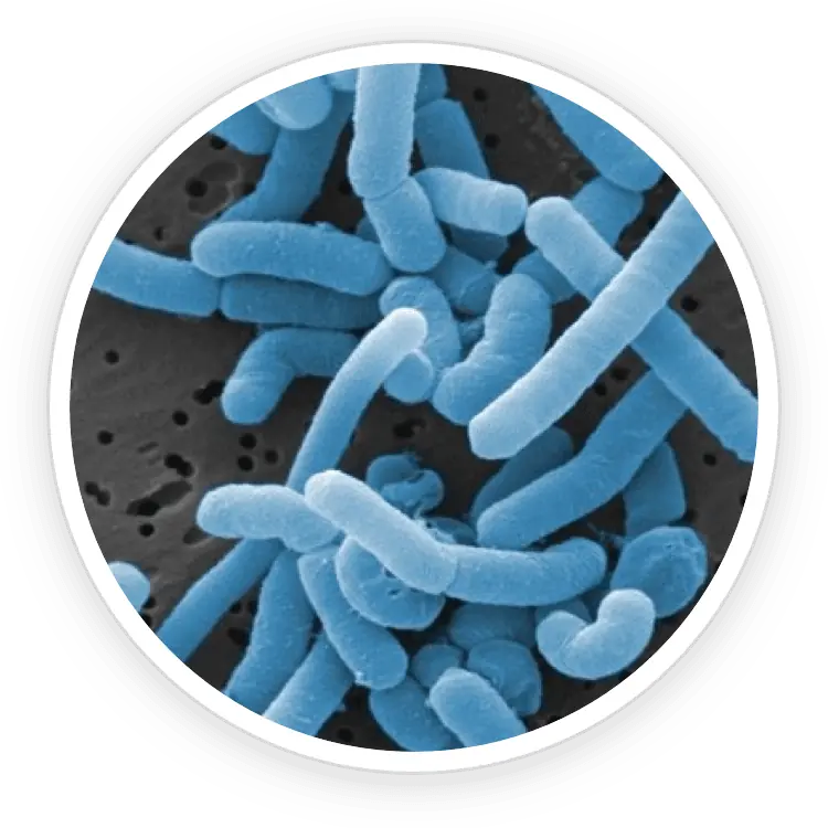 Lactobacillus paracasei in ProDentim ingredients