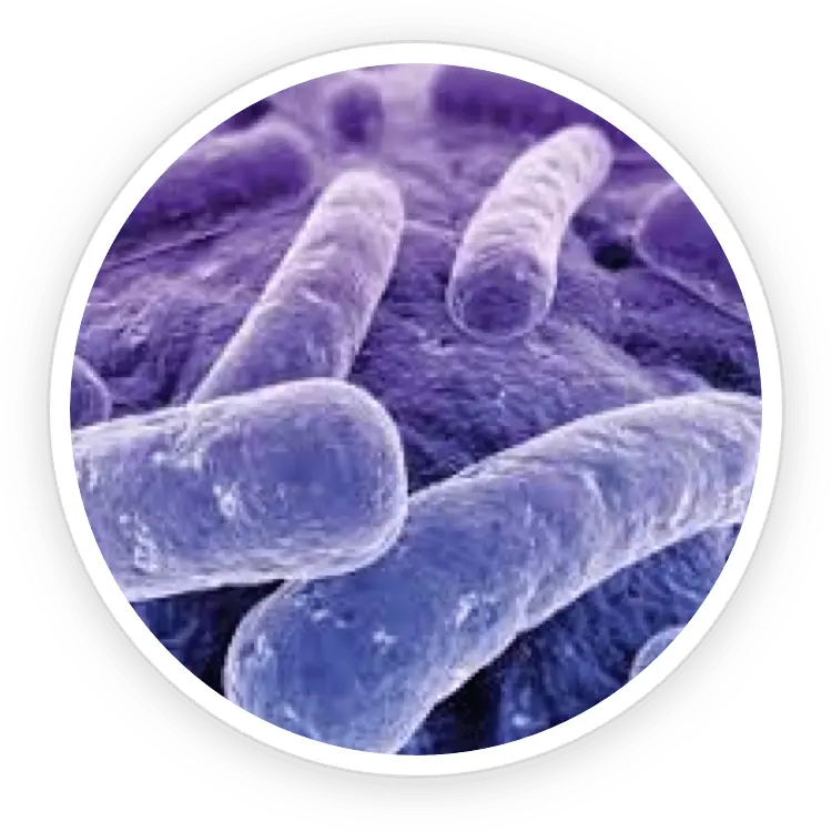 Lactobacillus reuteri in ProDentim ingredients