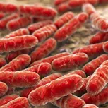 Seller illustration associated with Lactobacillus reuteri