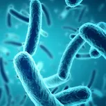 Seller illustration associated with Lactobacillus paracasei