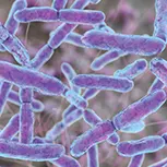Seller illustration associated with Bifidobacterium lactis BL-04
