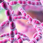 Seller illustration associated with Streptococcus salivarius K12