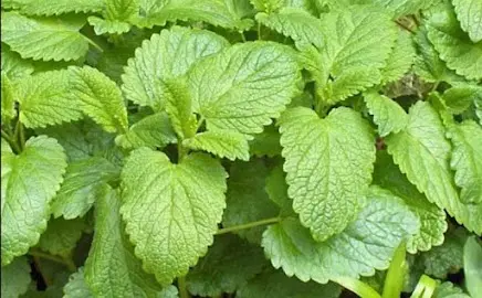 Fresh lemon balm leaves