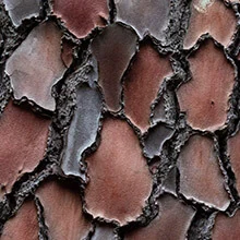 Pine bark pictured for the listed pine extract