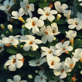 Bacopa plant illustration