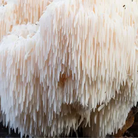 Lion’s mane mushroom illustration