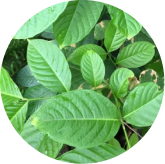 Seller leaf illustration used beside banaba and corosolic acid copy