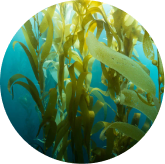 Seller ingredient illustration showing marine vegetation, used beside fucoidan copy