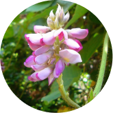 Seller flower illustration used beside kudzu flower extract copy