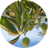 Seller ingredient illustration showing olives and olive leaves