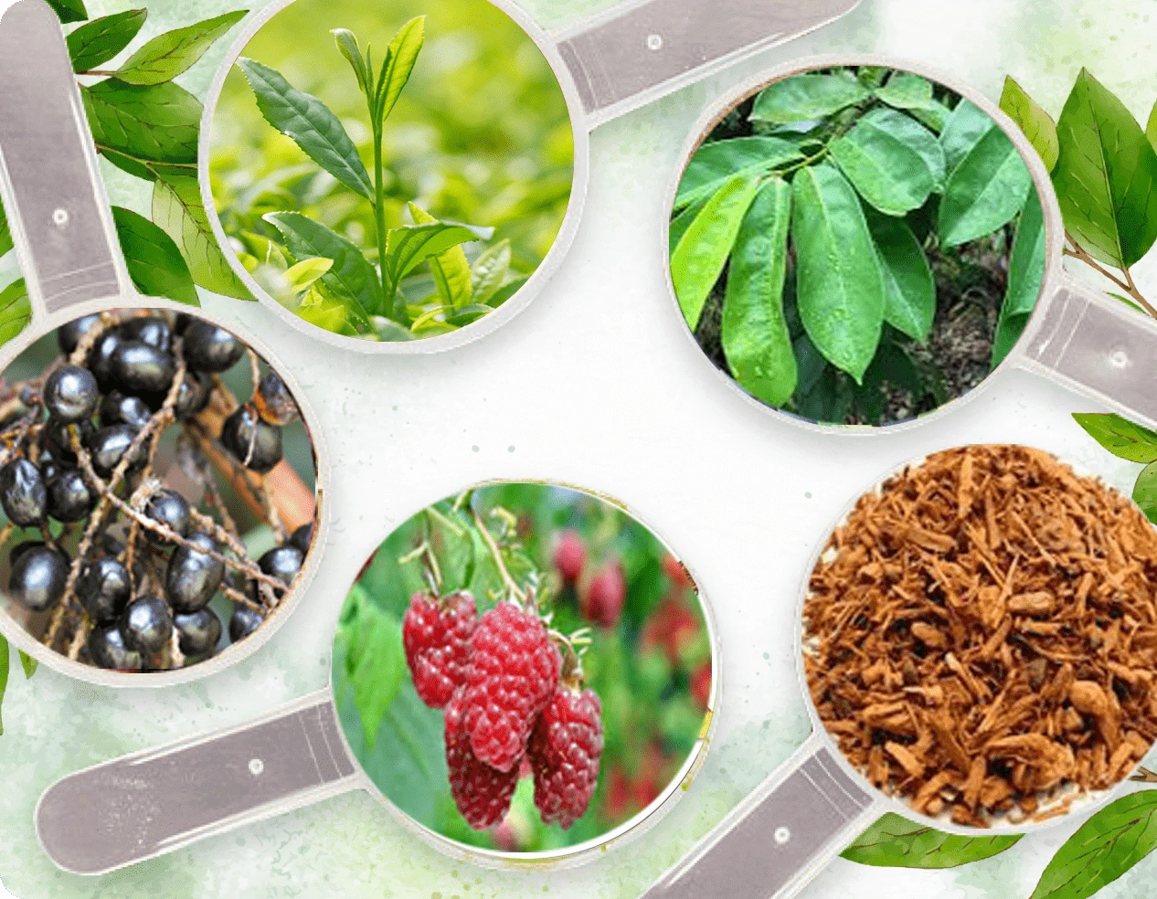 Seller botanical collage showing tea leaves, berries and bark, without ingredient amounts or specifications.