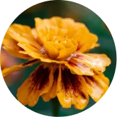 Marigold illustration for lutein and zeaxanthin