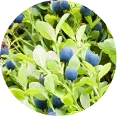 Bilberry illustration