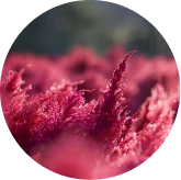 Seller illustration for astaxanthin