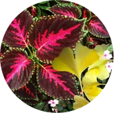 Botanical illustration for ginkgo and coleus
